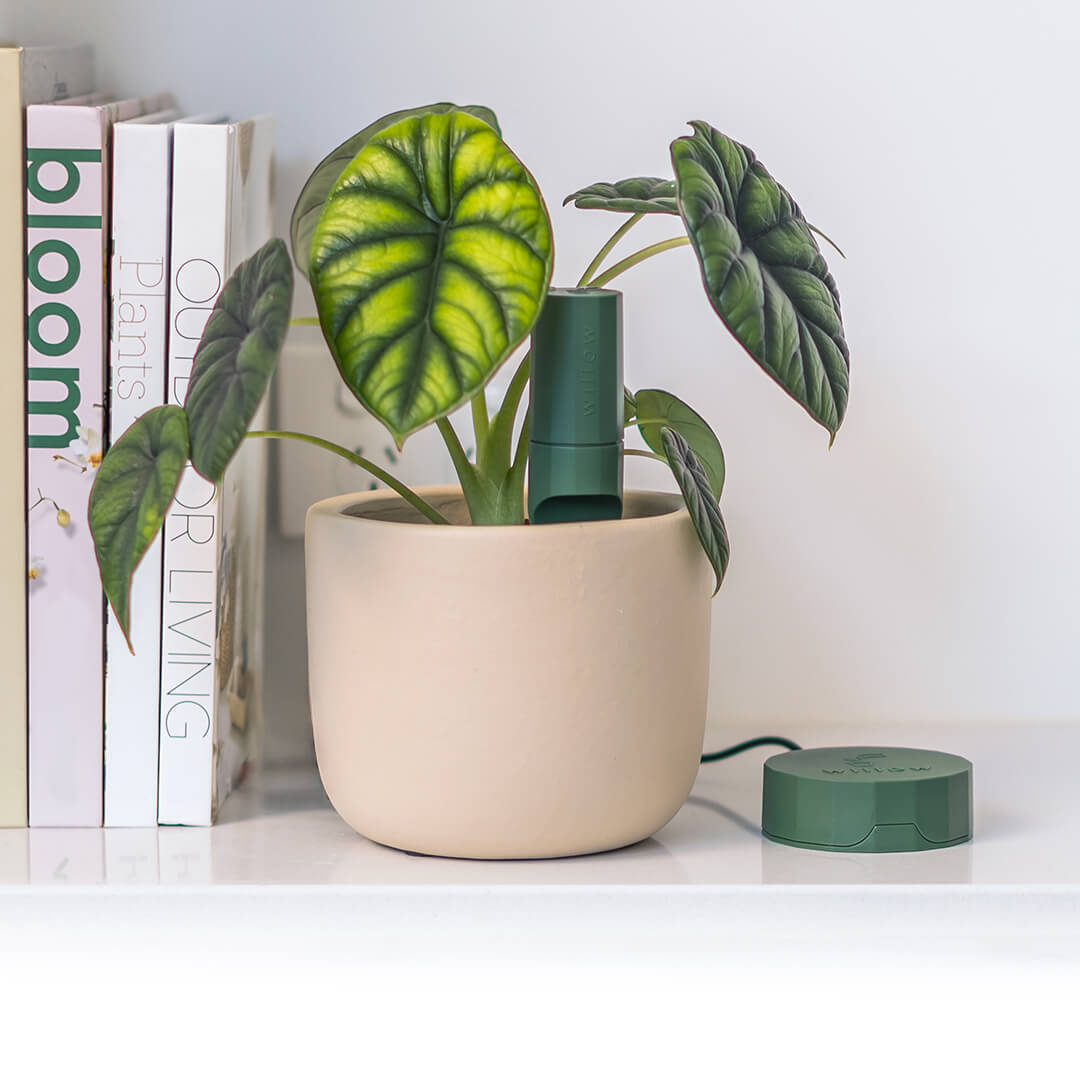 Can technology finally stop Britain's houseplants from dying?